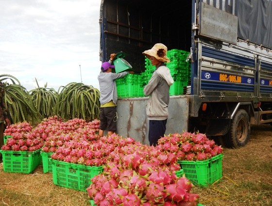 Price of dragon fruit falls dramatically