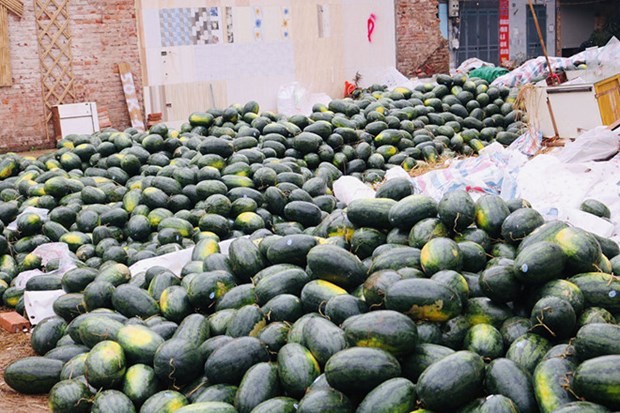 Qatari Embassy supports Vietnamese watermelon farmers