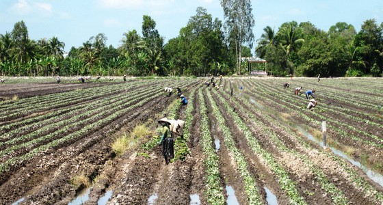 Farmers in Cu Lao Dung switch to grow fruits instead of sugar cane to earn more profit (Photo :SGGP)