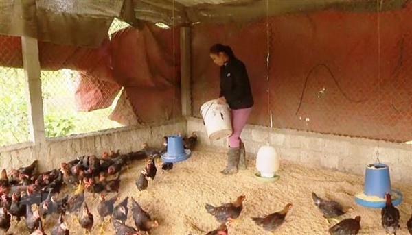 A farmer in Minh Hoa District, Quang Binh Province takes care of poultry to prevent avian influenza. — VNA/VNS Photo