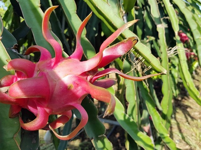 An event to promote and consume Vietnamese red dragon fruit has been taking place in Australia. — VNA/VNS Photo
