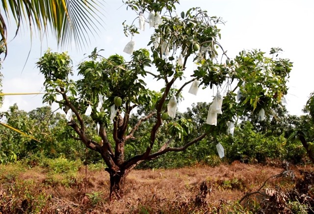 Hoa Loc mango trees planted to VietGAP standards in Hon Dat District’s Tho Son Commune in Kien Giang Province. – VNA/VNS Photo