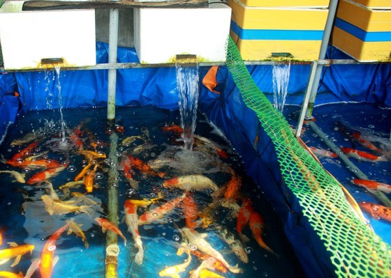 Young man starts career by raising Koi fish earning yearly income of US$21,327 ảnh 1 Young man starts career by raising Koi fish earning yearly income of US$21,327 ảnh 1