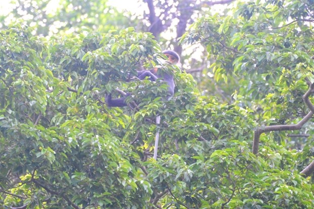 A gray-shanked douc langur (pygathrix cinerea) is found living in a forest in Nui Thanh district of Quang Nam Province. Two new families with some 10 gray-shanked douc langurs have been found in the area. (Photo courtesy of Ai Tam)