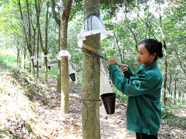 A worker harvests rubber latex in Van Yen District in the northern province of Yen Bai. Since the beginning of this year to mid-April, natural rubber prices dropped sharply, then maintained at low price areas so far. — VNA/VNS Photo