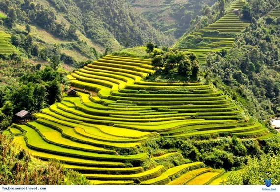 Mu Cang Chai terraced fields