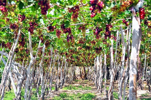 The grapefruit garden of Nguyen Van Moi in Ninh Thuan Province’s Ninh Phuoc District is open to visitors. — Photo nhobamoi.com.vn