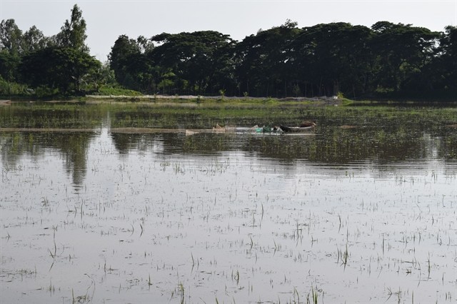 Floodwaters released into rice fields in Dong Thap Province’s Hong Ngu District during the flood season last year. — VNA/VNS Photo