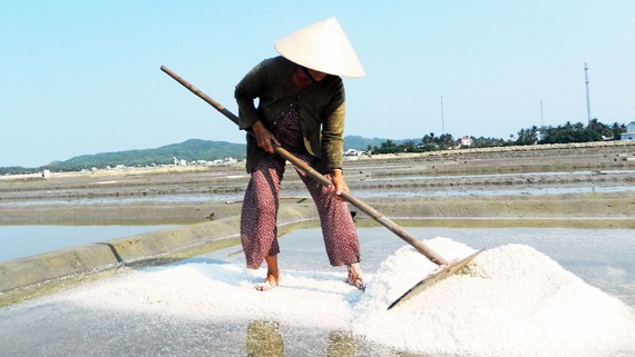 In a salt field ( Photo: SGGP)