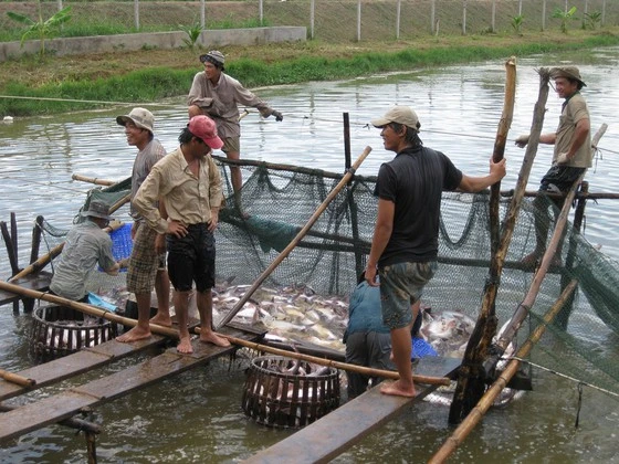 Tra fish farmers in Mekong Delta suffer losses