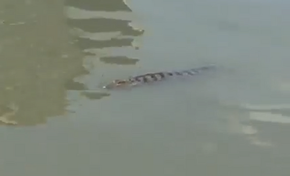 District authority warns people to be aware of crocodiles in Saigon river