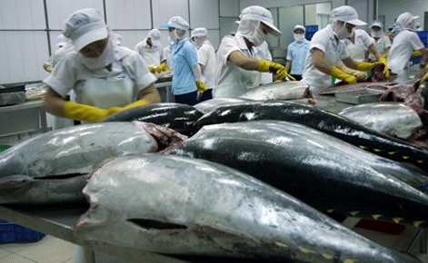 Workers process tuna at a factory. Marine product exports are expected to rise to US$3.5 billion this year, up 17 percent from 2018. — VNA/VNS Photo