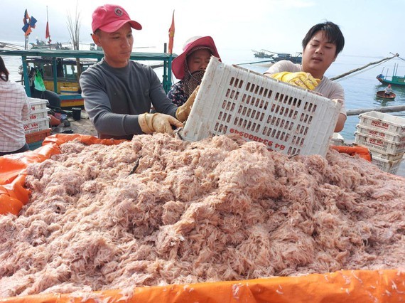 Tiny shrimps are collected at Cua Sot fishing port. (Photo:SGGP)