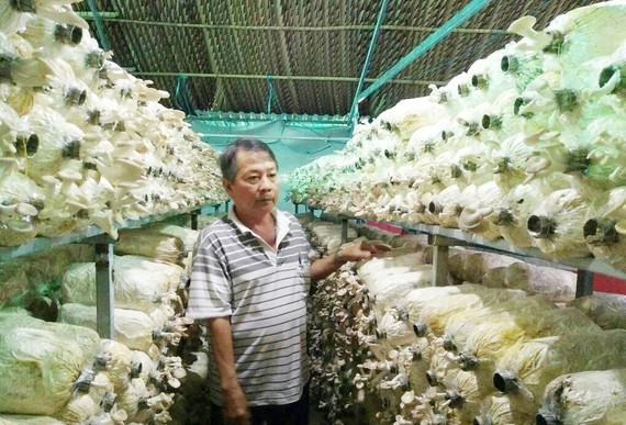 A farmer uses the loan for growing mushroom (Photo: SGGP)