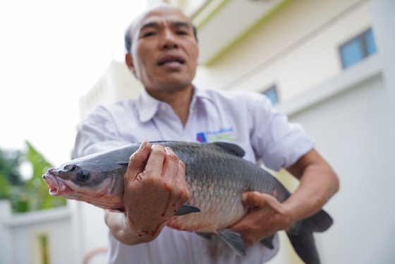 Vu Dai villagers start braising traditional fish for Tet holiday ảnh 3 Vu Dai villagers start braising traditional fish for Tet holiday ảnh 3