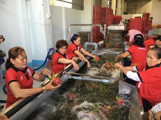 Workers process blue gragon for export at Vina T&T Group (Photo: SGGP)