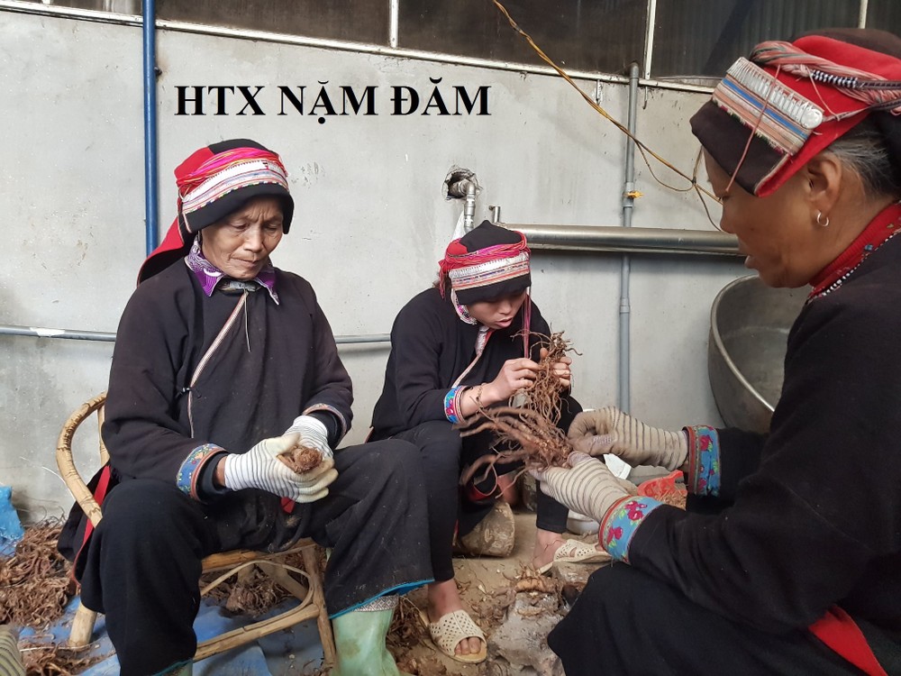 Members of the Nam Dam Cooperative are cleaning herbs (Photo: SGGP)