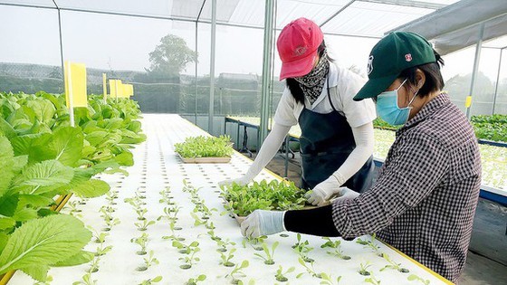 Local residents learn to produce organic agricultural products (Photo: SGGP)