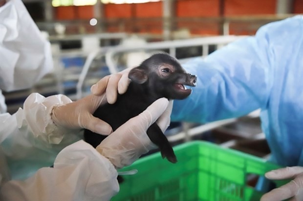 The first pig born in Vietnam thanks to the application of somatic cell nuclear transfer technology. (Photo: VNA)