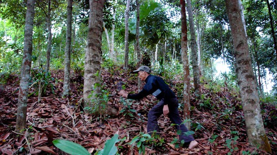 Quang Ngai authority plans to preserve gene source of Cinnamon (Photo: SGGP)