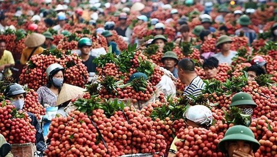 Vietnamese Thieu lychee granted certificate of geographical indication in Japan ảnh 1 Vietnamese Thieu lychee granted certificate of geographical indication in Japan ảnh 1
