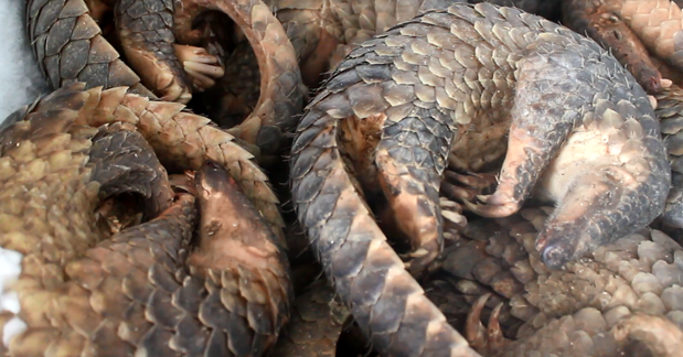 Man jailed for storing 780 kg of African pangolin scales ảnh 1 Man jailed for storing 780 kg of African pangolin scales ảnh 1
