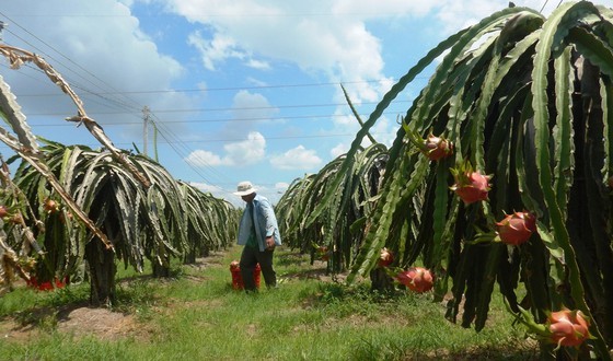 Binh Thuan develops plan to consume 440,000 tons of dragon fruit