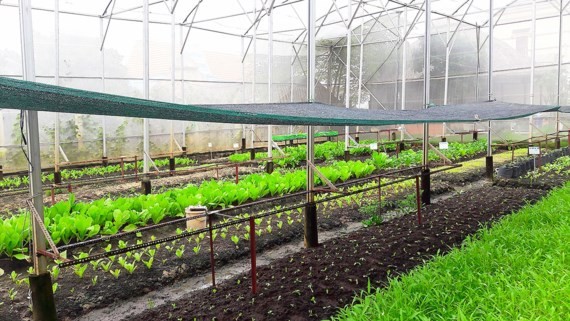 Australia helps Vietnam develop hi-tech agriculture ảnh 1 Australia helps Vietnam develop hi-tech agriculture ảnh 1