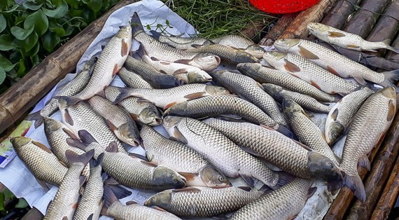 Thanh Hoa authority throws book at 10 polluters ảnh 1 Thanh Hoa authority throws book at 10 polluters ảnh 1