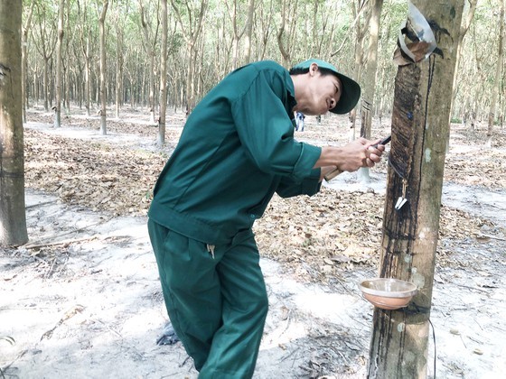 Vietnam’s rubber export to US sees sharp surge ảnh 1 Vietnam’s rubber export to US sees sharp surge ảnh 1
