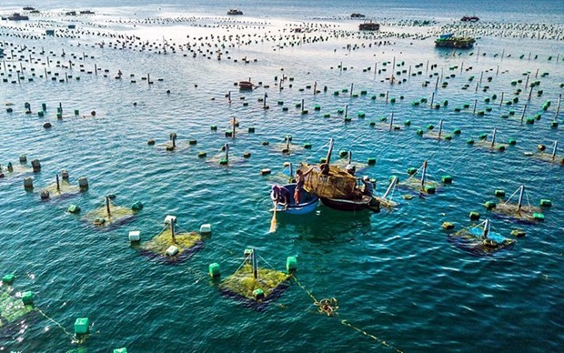 Project on marine aquaculture development till 2030 approved ảnh 1 Project on marine aquaculture development till 2030 approved ảnh 1