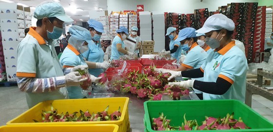 HCMC, Mekong Delta develop formal distribution system of farm produce ảnh 2 HCMC, Mekong Delta develop formal distribution system of farm produce ảnh 2