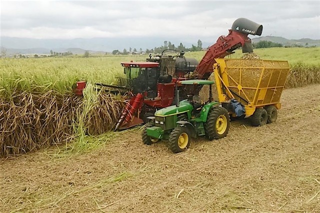 Vietnamese sugar failing to compete on home ground ảnh 1 Vietnamese sugar failing to compete on home ground ảnh 1