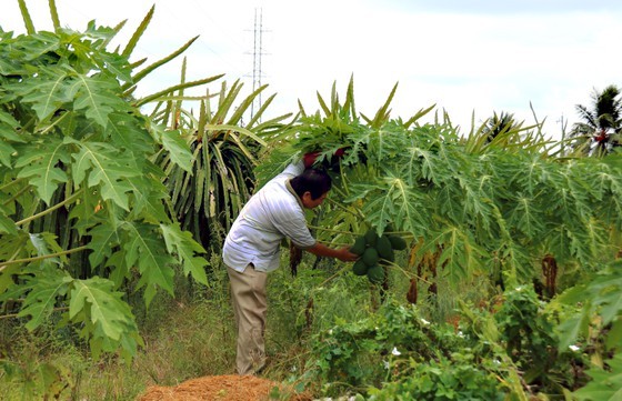 Local authorities advise farmers not to destroy dragon fruit orchards ảnh 4 Local authorities advise farmers not to destroy dragon fruit orchards ảnh 4