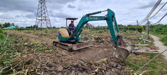 Local authorities advise farmers not to destroy dragon fruit orchards ảnh 2 Local authorities advise farmers not to destroy dragon fruit orchards ảnh 2