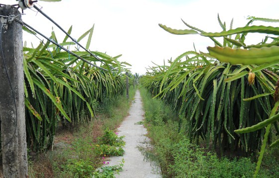 Local authorities advise farmers not to destroy dragon fruit orchards ảnh 1 Local authorities advise farmers not to destroy dragon fruit orchards ảnh 1