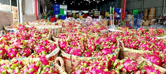 Local authorities advise farmers not to destroy dragon fruit orchards ảnh 3 Local authorities advise farmers not to destroy dragon fruit orchards ảnh 3