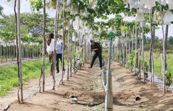 Tra Vinh orients to building brand for fresh grapes ảnh 2 Tra Vinh orients to building brand for fresh grapes ảnh 2
