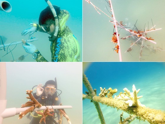 Nurturing life for sea – preserve sea coral ảnh 1 Nurturing life for sea – preserve sea coral ảnh 1