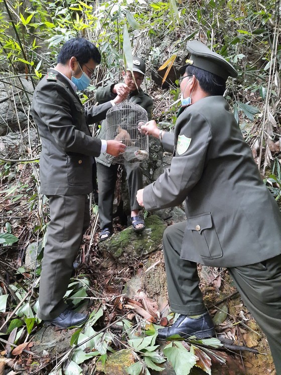 Vietnam makes efforts to rescue wild animals ảnh 3 Vietnam makes efforts to rescue wild animals ảnh 3