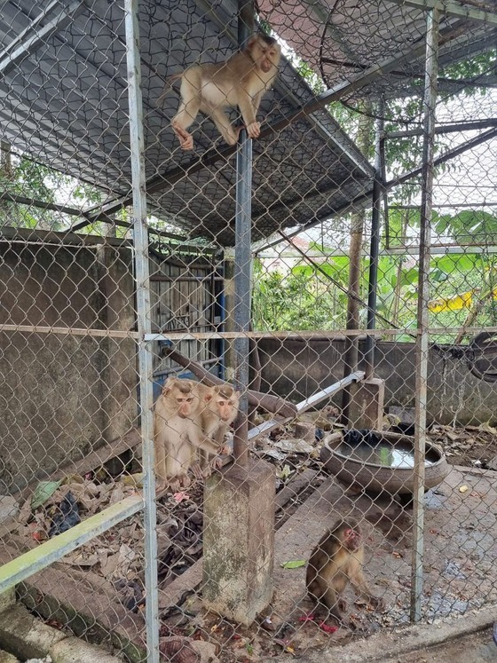Vietnam makes efforts to rescue wild animals ảnh 4 Vietnam makes efforts to rescue wild animals ảnh 4