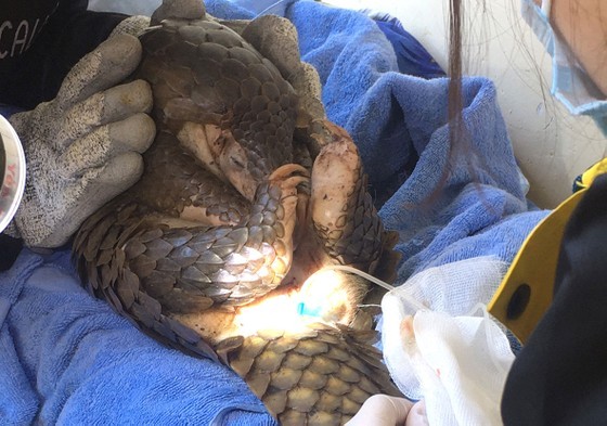 Vietnam makes efforts to rescue wild animals ảnh 5 Vietnam makes efforts to rescue wild animals ảnh 5