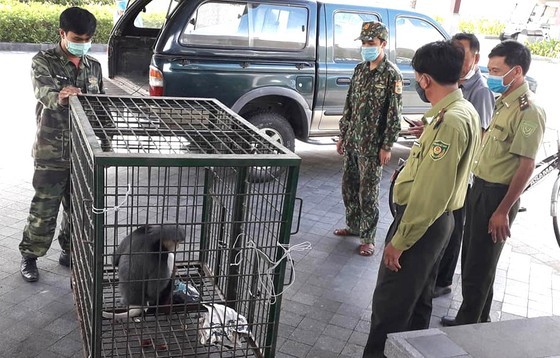 Vietnam makes efforts to rescue wild animals ảnh 2 Vietnam makes efforts to rescue wild animals ảnh 2
