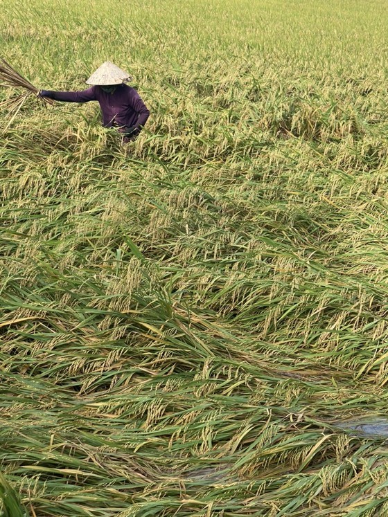 Thousands of hectares of rice in Mekong Delta damaged by thunderstorms ảnh 1 Thousands of hectares of rice in Mekong Delta damaged by thunderstorms ảnh 1