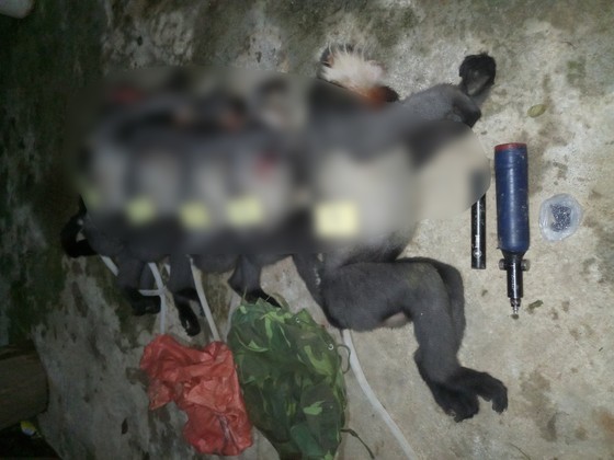 Population of gray-shanked douc langurs smaller as people hunt them ảnh 1 Population of gray-shanked douc langurs smaller as people hunt them ảnh 1