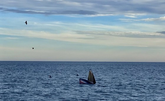 Seven blue whales caught to find feed near Binh Dinh coast ảnh 4 Seven blue whales caught to find feed near Binh Dinh coast ảnh 4