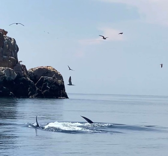 Seven blue whales caught to find feed near Binh Dinh coast ảnh 1 Seven blue whales caught to find feed near Binh Dinh coast ảnh 1