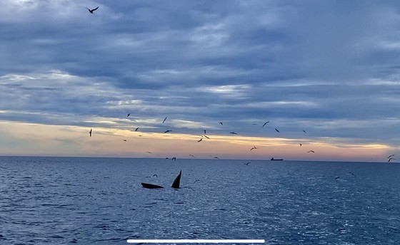 Seven blue whales caught to find feed near Binh Dinh coast ảnh 2 Seven blue whales caught to find feed near Binh Dinh coast ảnh 2