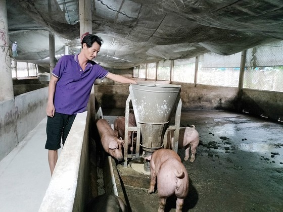 Pig household farmers face difficulties when swine prices down ảnh 1 Pig household farmers face difficulties when swine prices down ảnh 1