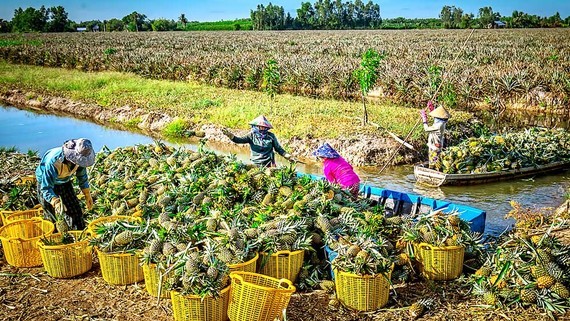 Investment in waterway transport infrastructure in Mekong Delta needed ảnh 1 Investment in waterway transport infrastructure in Mekong Delta needed ảnh 1